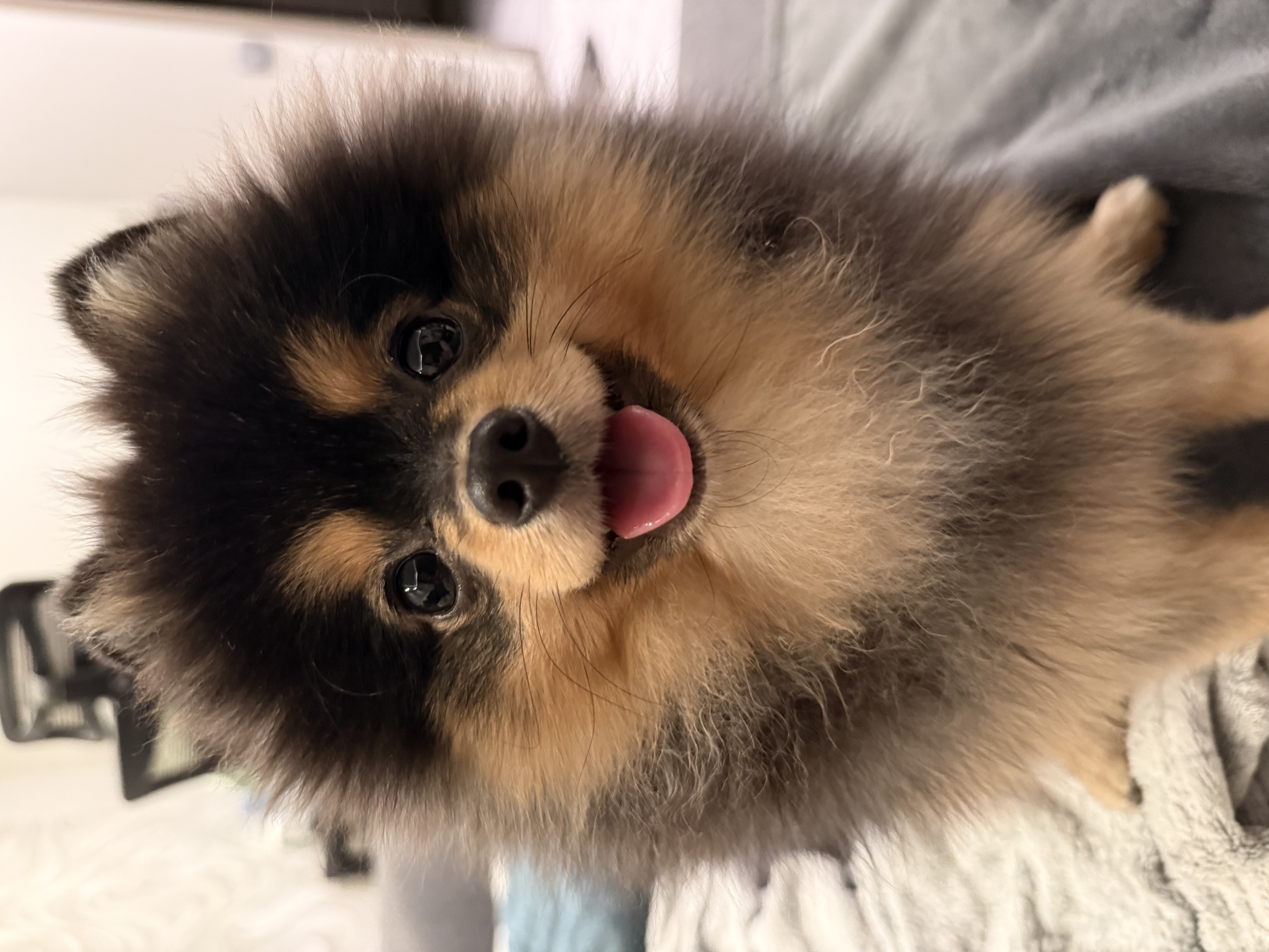 Манс
