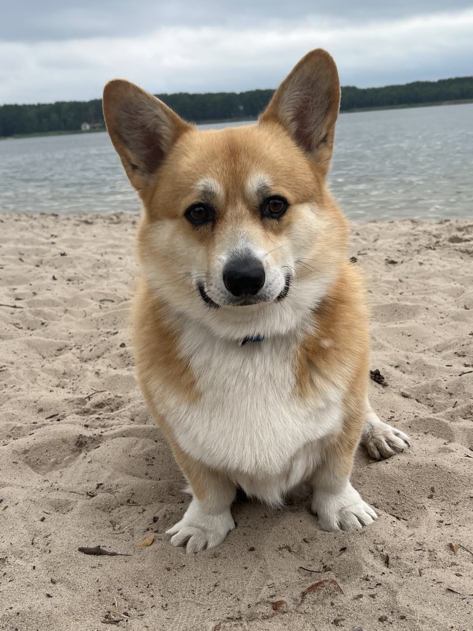 ALF